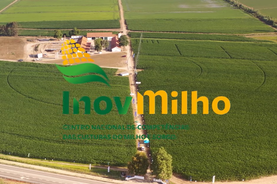 Dia de Campo InovMilho mostra inovação na cultura do milho